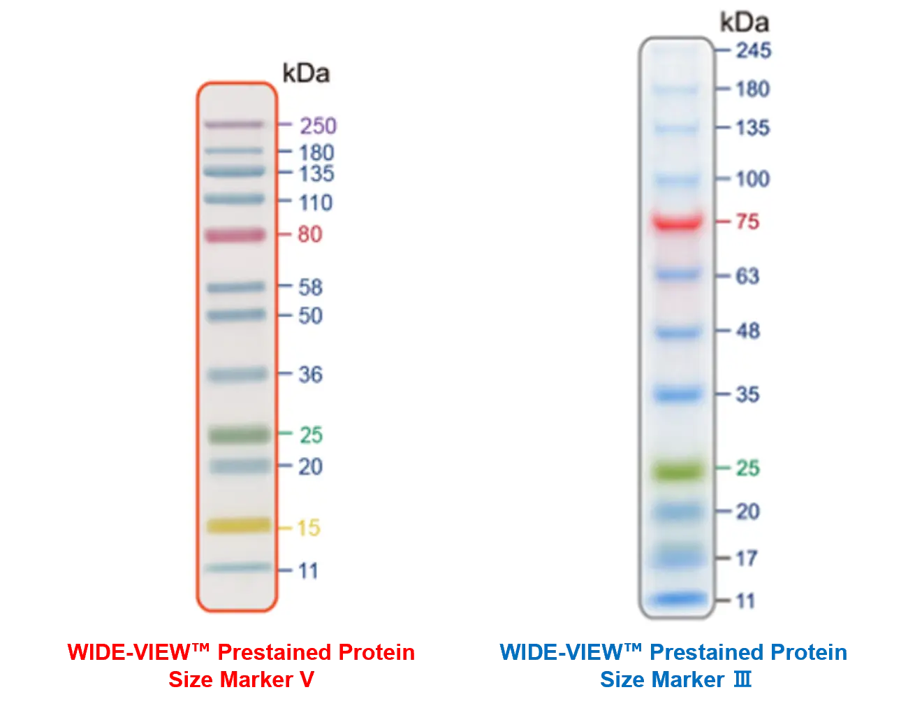 WIDE-VIEW™ Prestained Protein Size Marker V