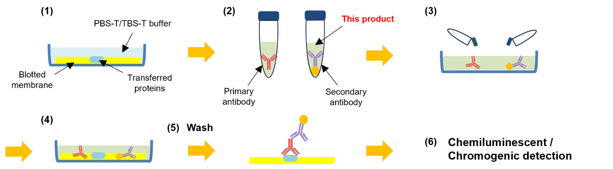 ImmunoOneStep™ Western